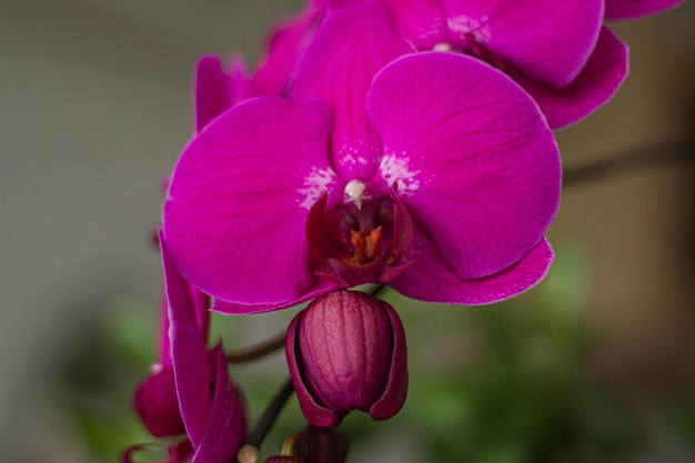 A close up of a purple orchid flower