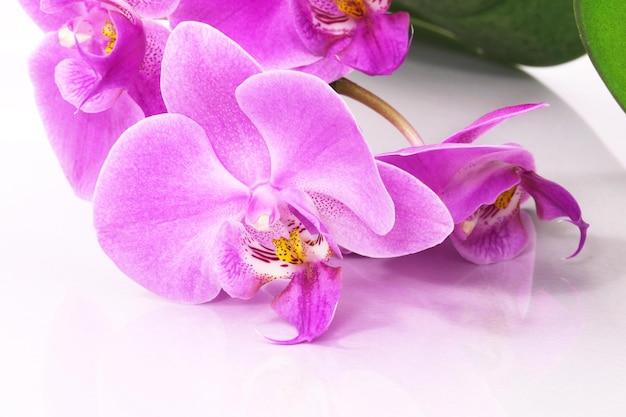 A close up of a purple orchid flower