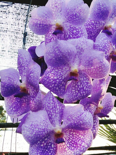 Close-up of purple orchid flowers