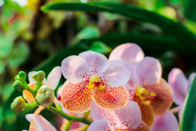 Foto prossimo piano dell'orchidea viola