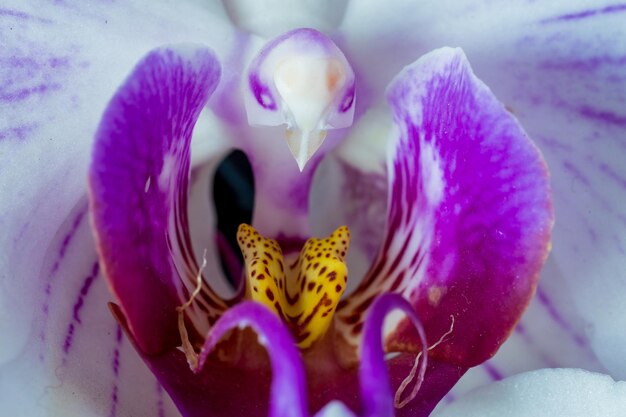 Photo close-up of purple orchid