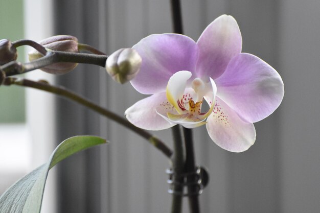 Foto prossimo piano di un'orchidea viola