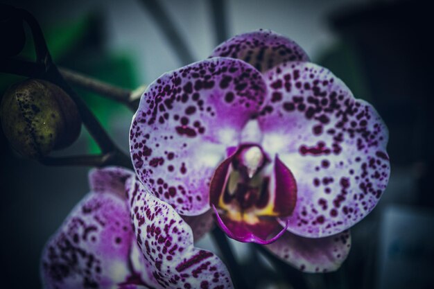 Photo close-up of purple orchid