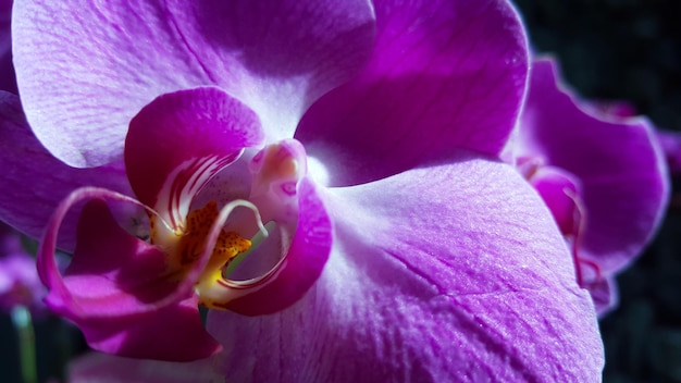 紫色の蘭の花のクローズアップ