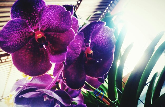 Photo close-up of purple orchids