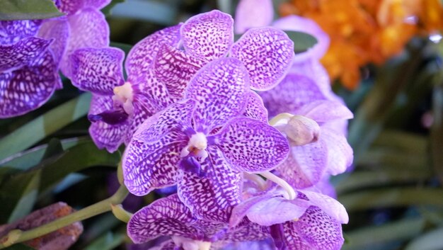 Close-up of purple orchids