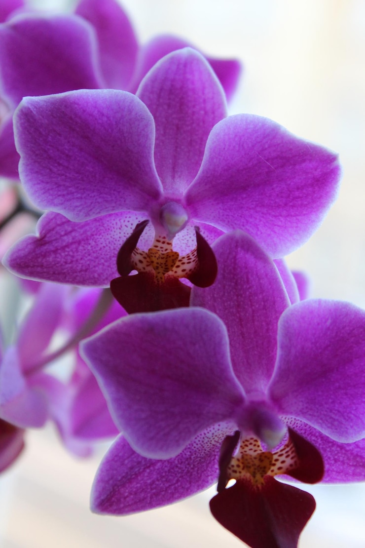 Photo close-up of purple orchids