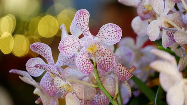 Foto prossimo piano di orchidee viola