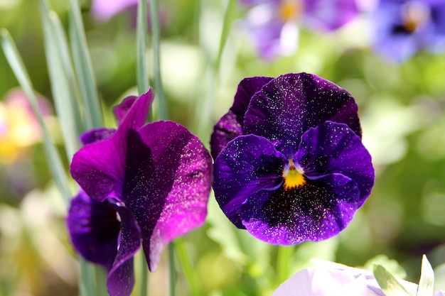 A close up of purple pansies with the word pansies on it