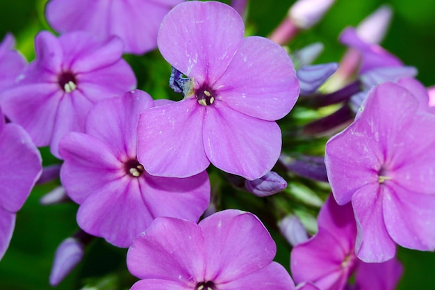 Close-up of purple periwinkle blooming outdoors