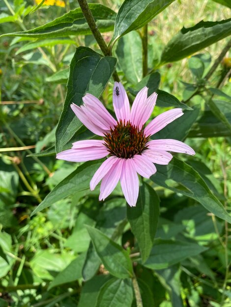 Close-up of purple pink flower