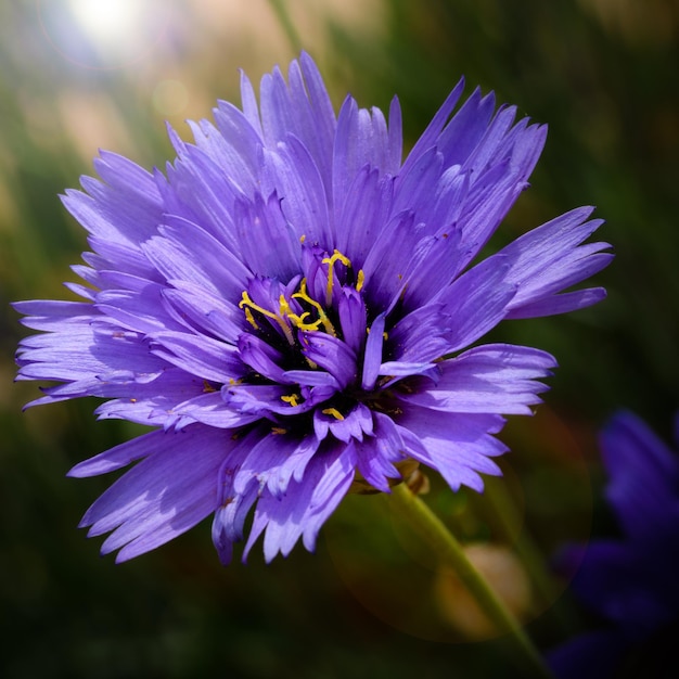 Close-up of purple pollinating flower