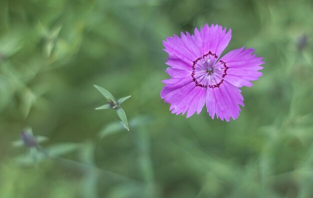 Close-up of purple pollinating flower