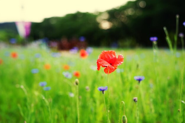 Close-up of purple poppy flower on field