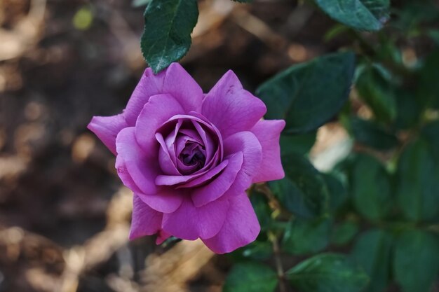 Foto prossimo piano del fiore di rosa viola alla luce naturale