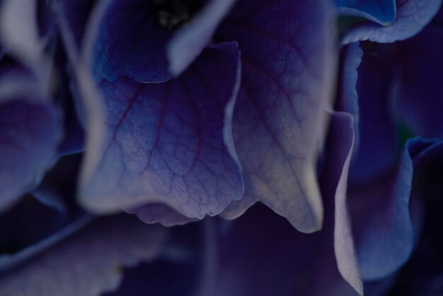 Photo close-up of purple rose