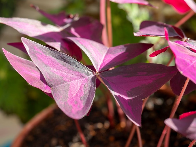 Close-up of Purple Shamrocks Oxalis leaves in the rays . indoor plant