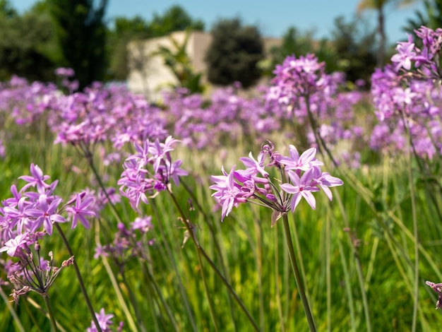 Крупным планом фиолетовые маленькие цветки Allium unifolium или американского чеснока в избирательном фокусе городского парка