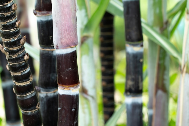 Close up of purple sugar cane in the field