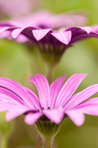 Close up of Purple Sunflowers