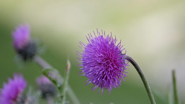 Close-up of purple thistle flower