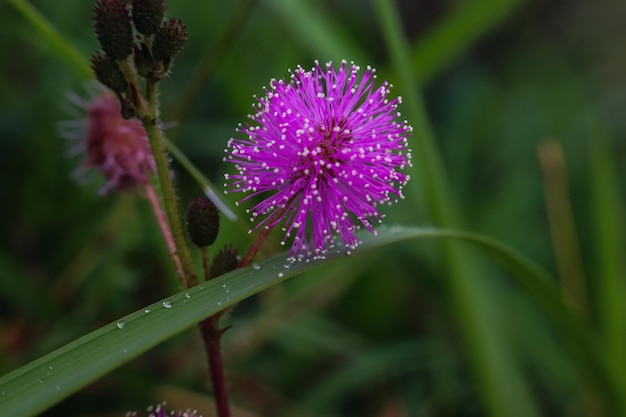 Foto prossimo piano del fiore di cardo viola