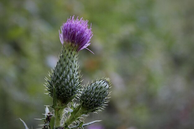 Photo close-up of purple thistle flower