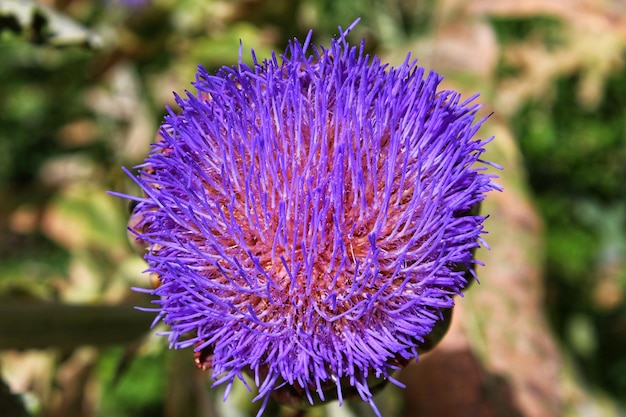 Foto prossimo piano del fiore di cardo viola