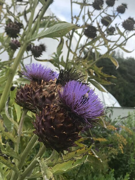 Close-up of purple thistle flower