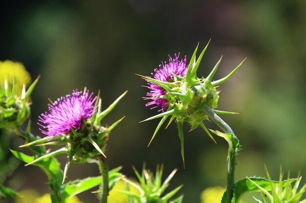 Close-up of purple thistle flower