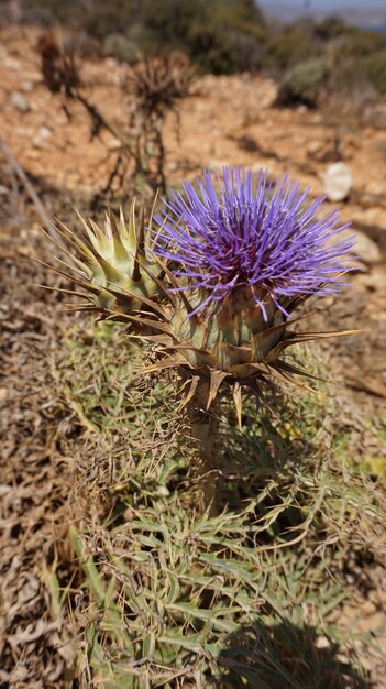 Photo close-up of purple thistle flower