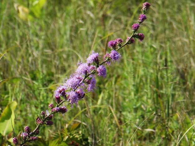 Close-up of purple thistle flowers on field