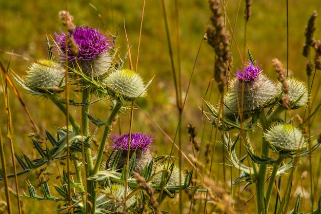 Foto prossimo piano dei fiori di cardo viola sul campo