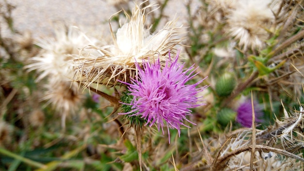 Photo close-up of purple thistle flowers on field