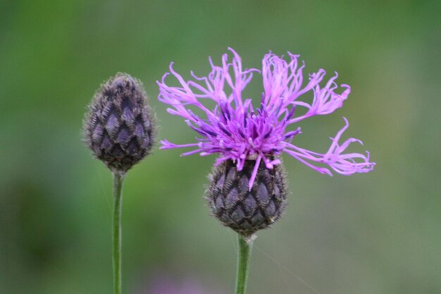 Foto prossimo piano dei fiori di cardo viola