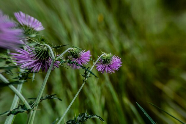 Foto prossimo piano dei fiori di cardo viola