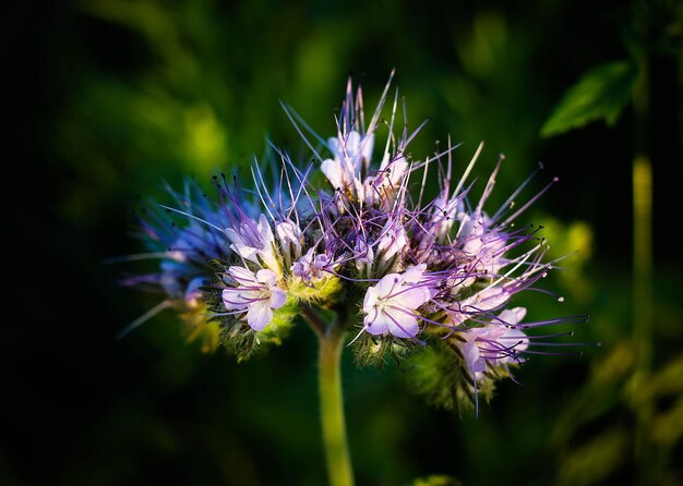 Close-up of purple thistle