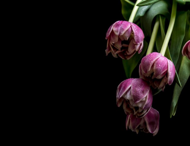 Foto close-up di fiori di tulipano viola su sfondo nero