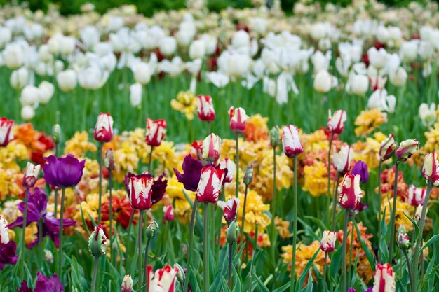 Close-up of purple tulip flowers on field