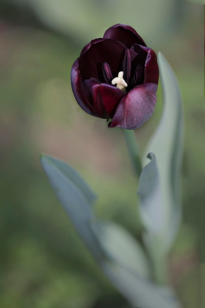 Photo close-up of purple tulip