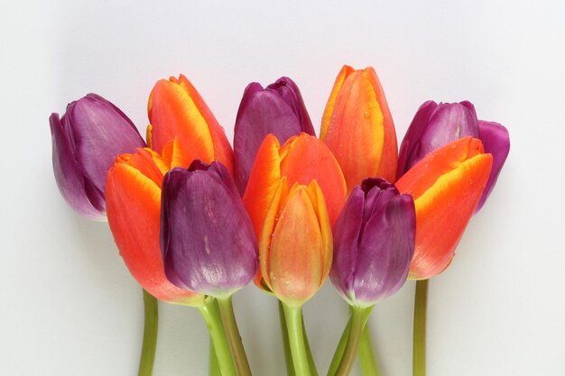 Close-up of purple tulips against white background