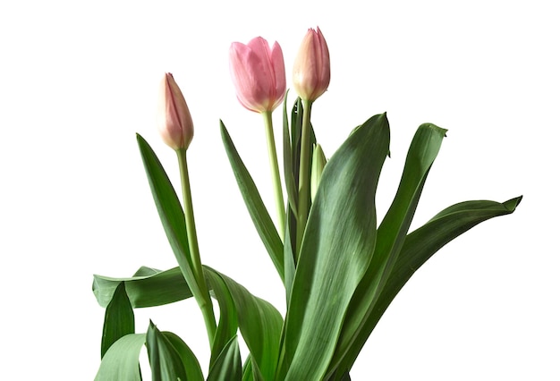 Близкий план фиолетовых тюльпанов на белом фоне