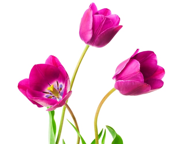 Close up on purple tulips isolated