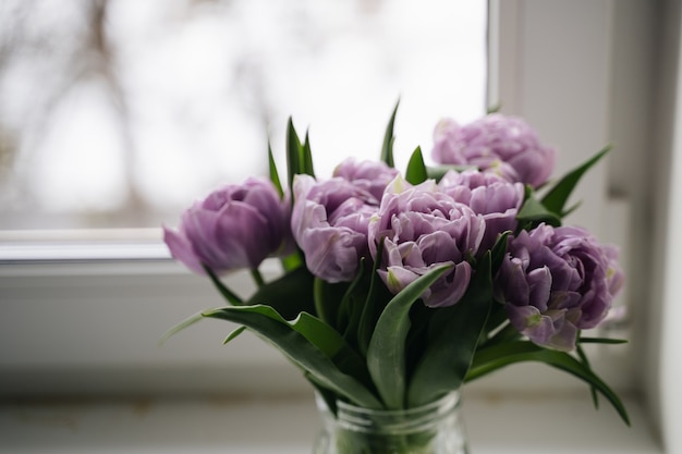 Close up purple tulips photo. Spring concept.