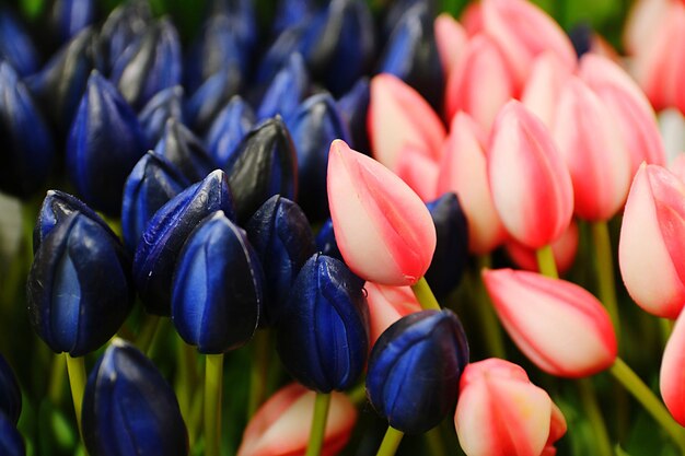 Photo close-up of purple tulips