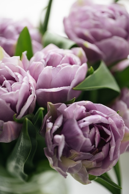 Close up purple tulips