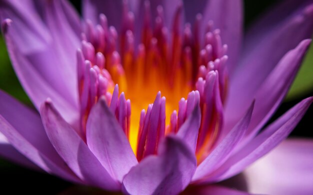 Close-up of purple water lilly