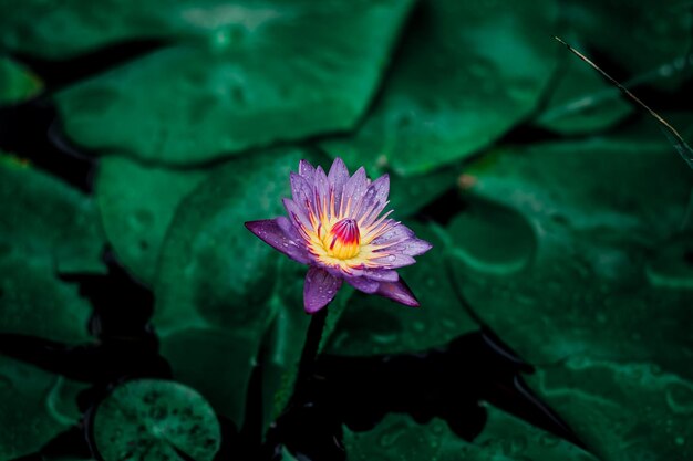 Photo close-up of purple water lily blooming outdoors