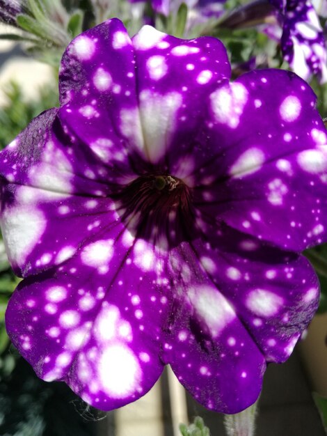 Close-up of purple water lily blooming outdoors