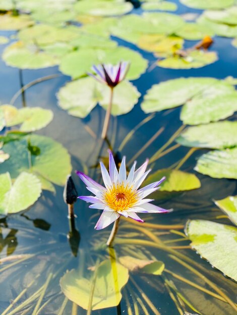 Close-up of purple water lily in lake